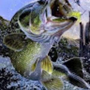 Meet your Posher, Greg